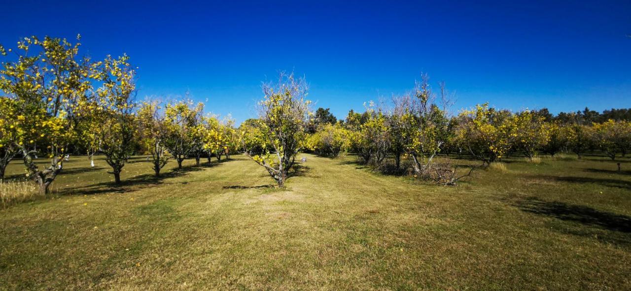 La Casa De Los Limoneros Колонія-дель-Сакраменто Екстер'єр фото